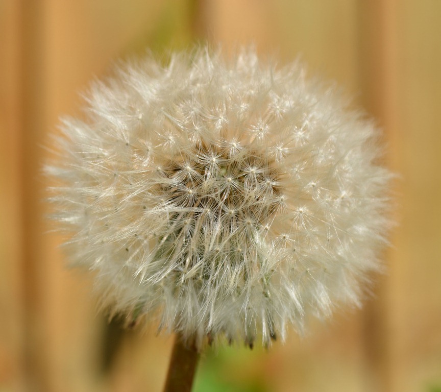 [Dandelion clock - seed head[4].jpg]