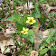 Downy yellow violet