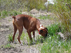 Bullwinkle Slideshow