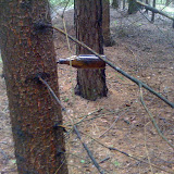 Deutscher Wald