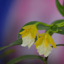 Orquídea epifita