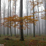 ifj. Vasuta G�bor fot�i