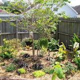 landscaping with many types of plants