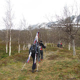 Det er i ferd med å bli grønt i skogen.