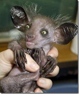 aye-aye_2 aye-aye_2