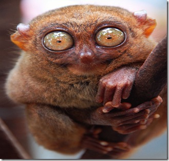 tarsier_2 tarsier_2