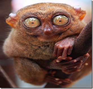 tarsier_2