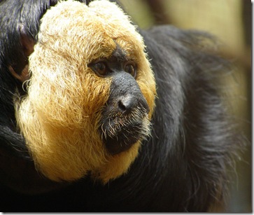 saki_monkey_2 saki_monkey_2