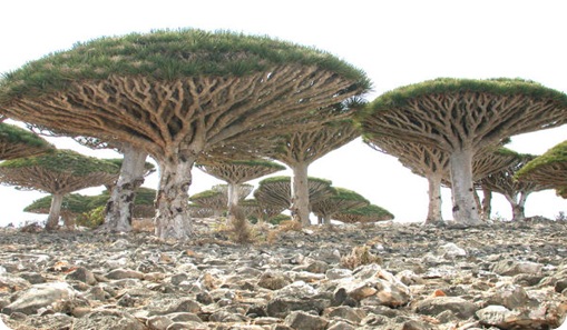 socotra socotra
