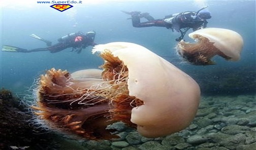 meduze.3 meduze.3