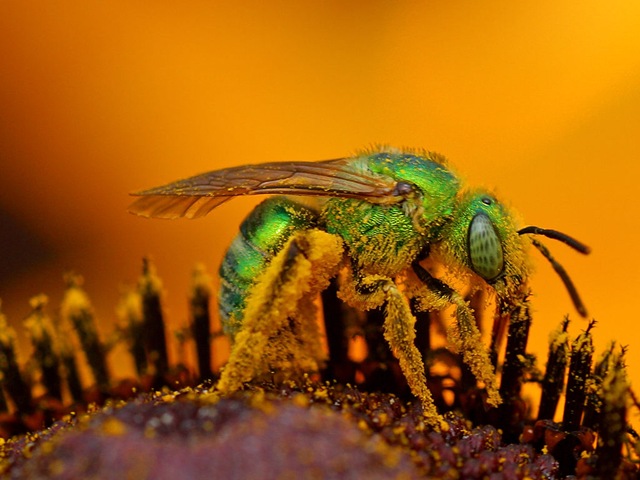 [Iridescent.green.sweat.bee1[4].jpg]