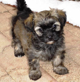 red brindle havanese