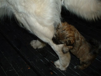 renting a house with a dog