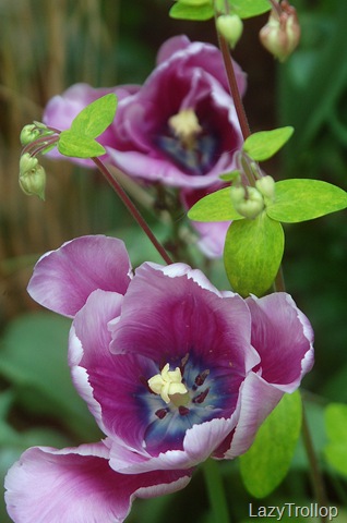 [Purple tulips 012[12].jpg]