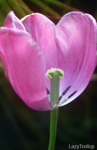 [Purple tulips 005[6].jpg]