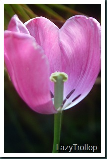 Purple tulips 005