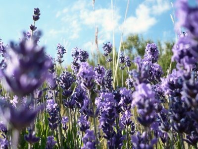 [Lavender[3].jpg]