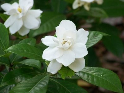[Gardenias[5].jpg]