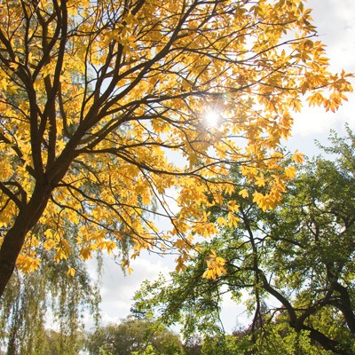 [Fallleaves2.jpg]