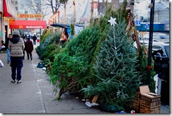 urban christmas tree lot