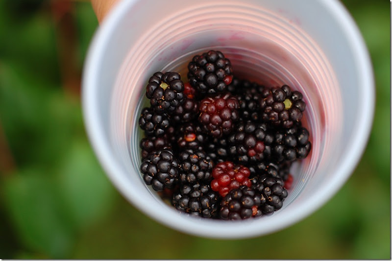 1blackberries