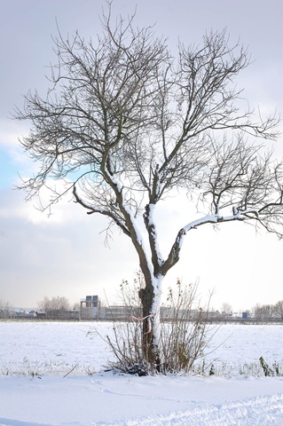 [tree[9].jpg]