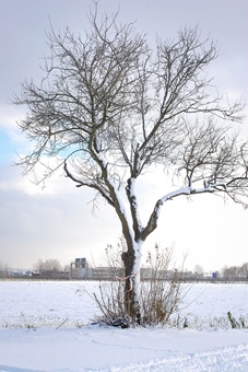tree