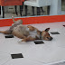 A relaxed Hua Hin resident