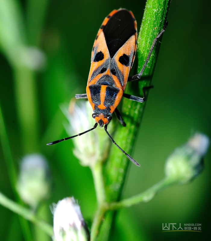 Spilostethus hospes