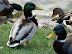 DSC05991.JPG