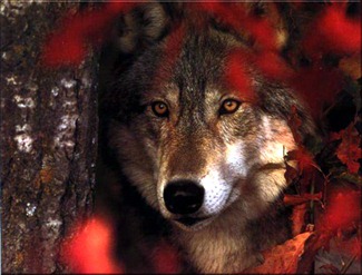 wolf-in-red