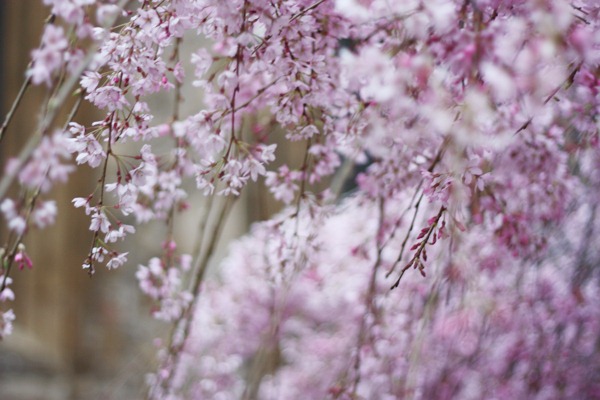 [fleurs1[5].jpg]