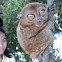 Tarsier