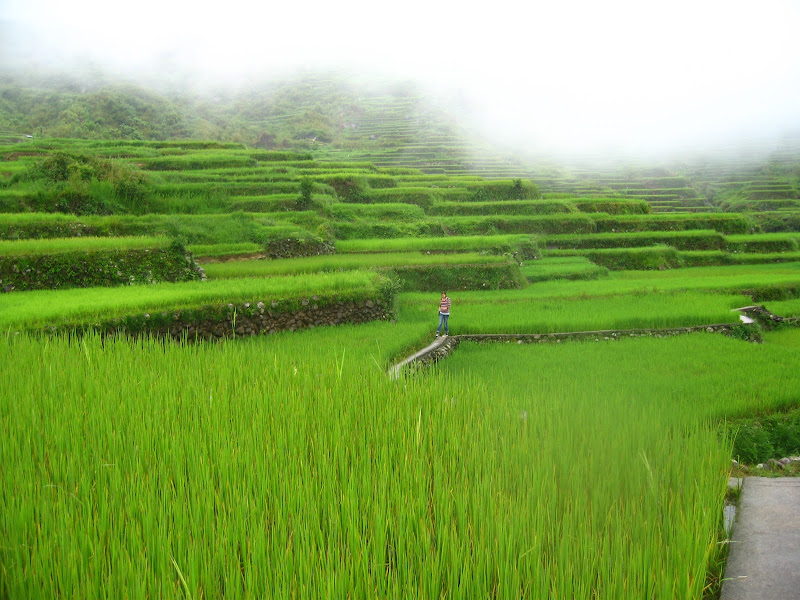 Sara, Rice Terrace, Mountain Province , Philippines