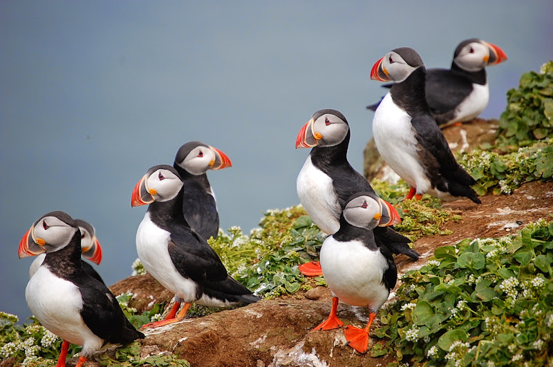 Puffins on Grímsey, Ísland