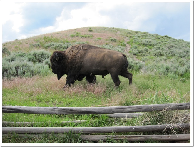 A Buffalo