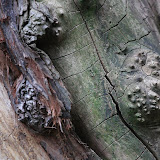 Backyard 016.JPG