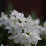 Backyard 090.JPG