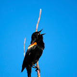 Black Bird.jpg