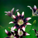Flower 3.jpg