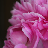Backyard 050.JPG