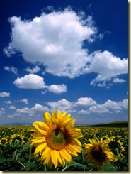 BN3385_7-FB~Sunflowers-in-Anatolia-Turkey-Posters