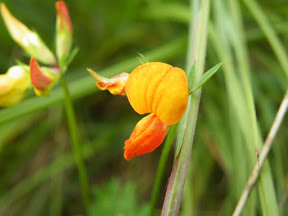 Common Bird's-foot-trefoil