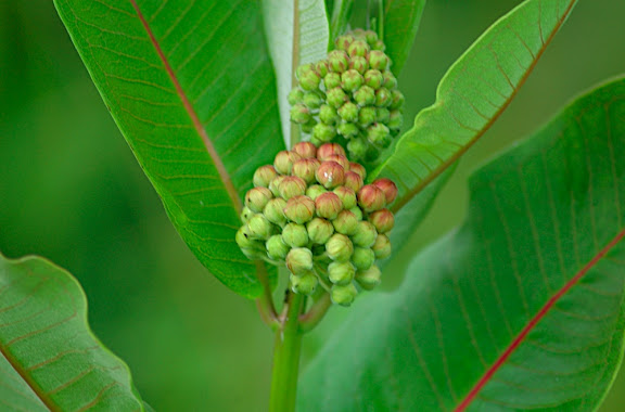Common Milkweed Common Milkweed