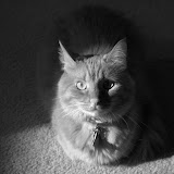 Black & White Black & White