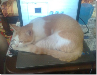 cabam comel