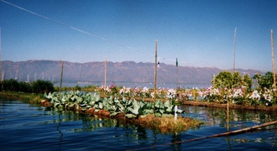 myanmar_inle_floating_veges