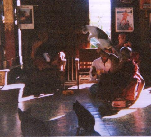 [myanmar_inle_jumping_cats[1].jpg]