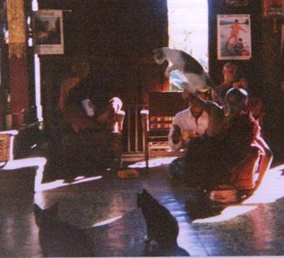 myanmar_inle_jumping_cats