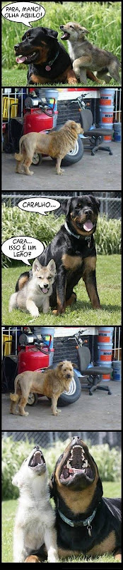 Dogs